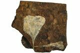 Two Fossil Ginkgo Leaves From North Dakota - Paleocene #215500-1